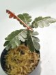 画像2: Biophytum sp. Ecuador ［ビオフィツム sp .エクアドル］ (2)