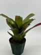 画像3: Neoregelia Hula Lady David Shiigi (3)