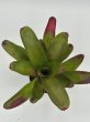 画像1: Neoregelia Hula Lady David Shiigi (1)