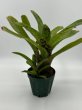 画像1: Neoregelia Olen’s x cruenta ‘Sun King’ (1)