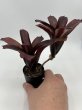 画像1: Neoregelia Red Bird  (1)