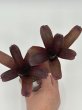 画像2: Neoregelia Red Bird  (2)