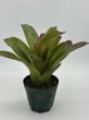 画像2: Neoregelia Hula Lady David Shiigi (2)