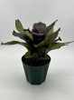 画像2: Neoregelia Africa (Grace Goode Mandella x ?) (2)