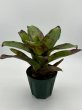 画像2: Neoregelia ‘Strauwberry Jamboree’ (Sharon Petersen Victoria x Gold Fever) (2)