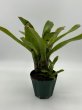 画像2: Neoregelia Olen’s x cruenta ‘Sun King’ (2)