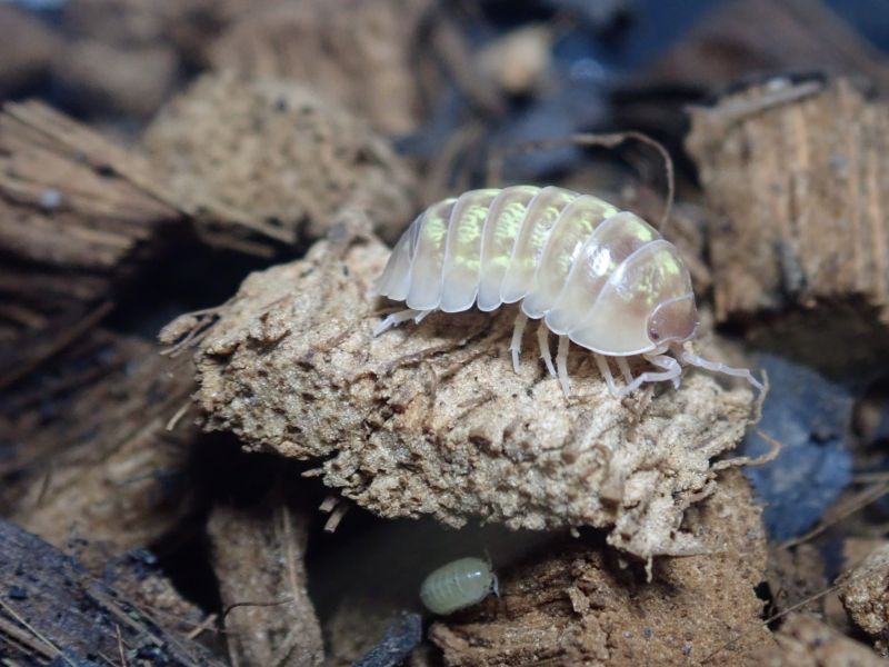 アルビノ T  オカダンゴムシ 20匹 - レプタイルズサプライ SpringTails スプリングテイルズ